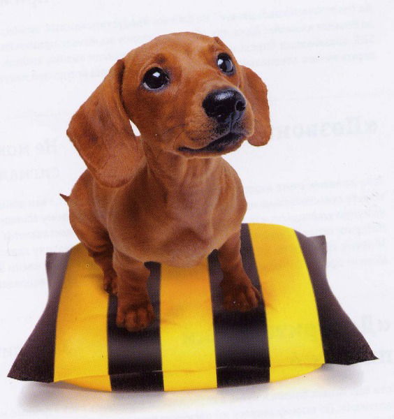 Данил Попов