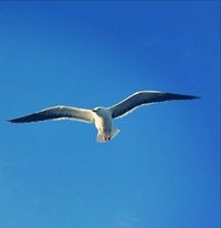 Максим Максимов