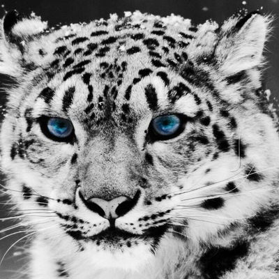 Anastasiya Ostroumova