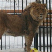 Владислав Пушкин