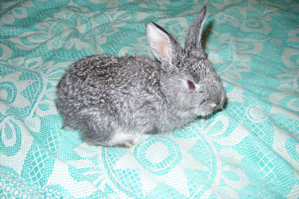 Lyabacha Румянцева