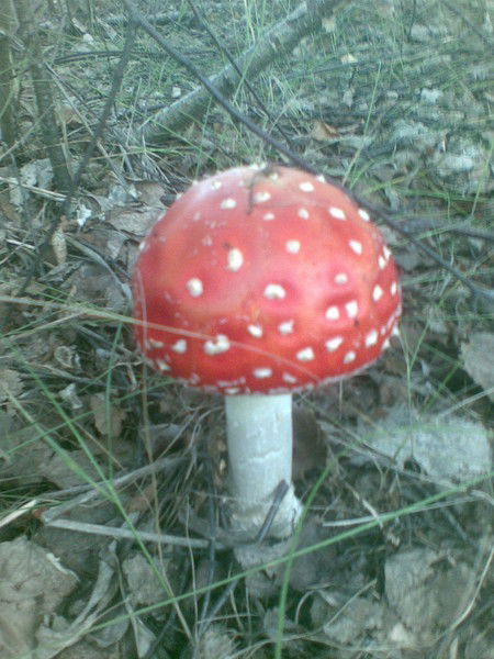 Ришад Джалил-Заде