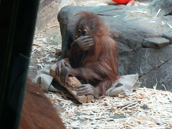 Анастасия Якубовская