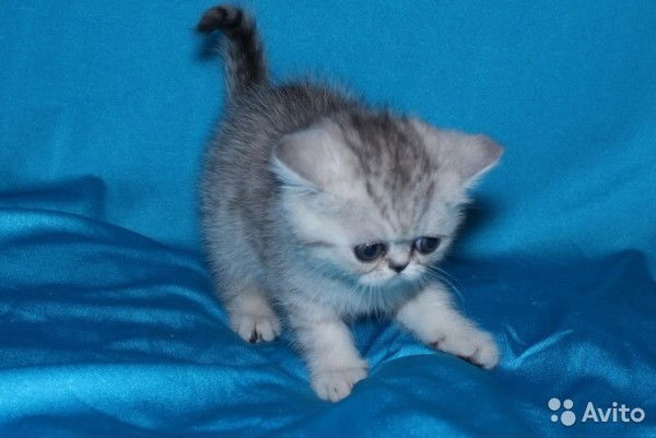 Мария Иванова