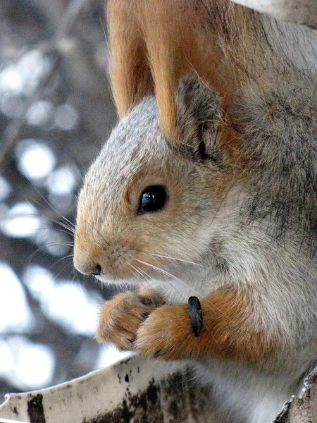 Любовь Серова