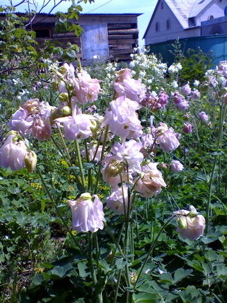 Татьяна Светлая