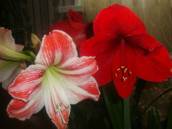 Ирина Мельник