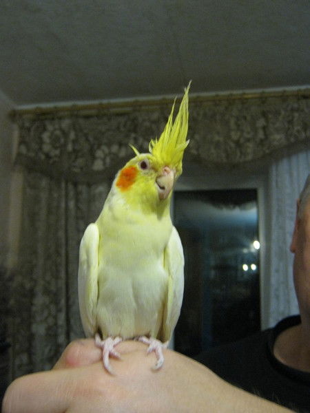 Симба Симба