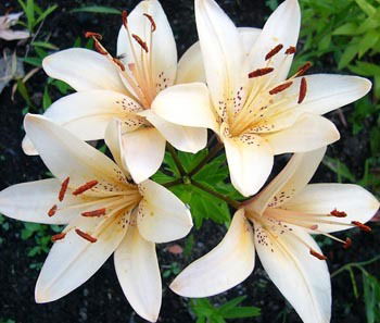 Лилия Исанбекова