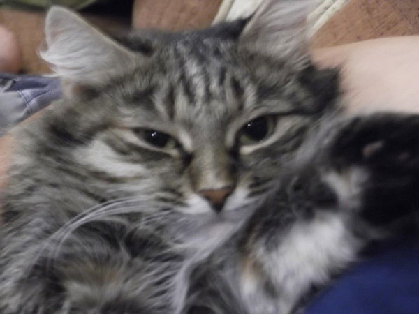 Елена Григорьева