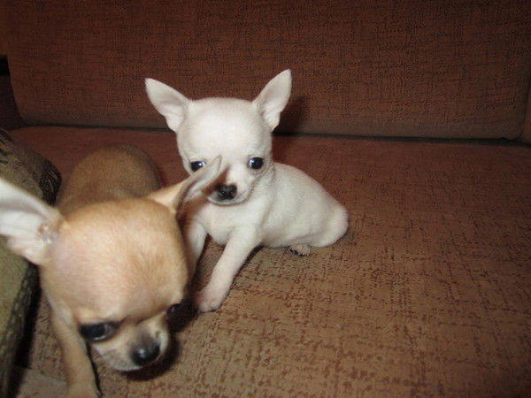 Валя Чилингарян