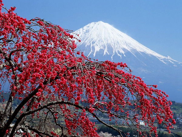 Ахра Квициния