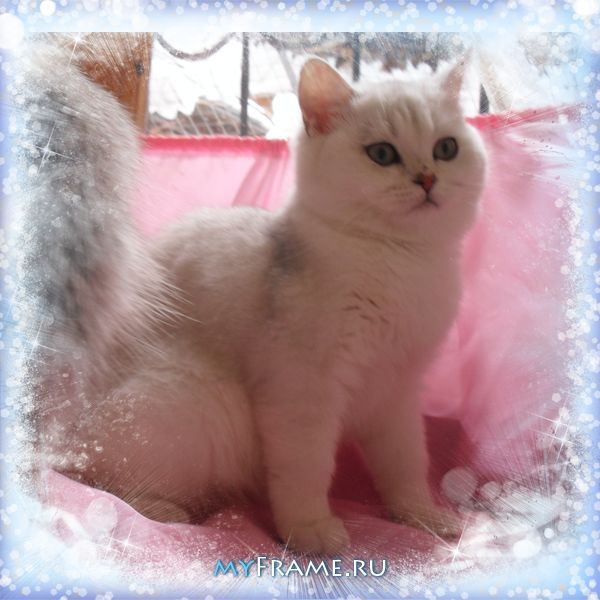 Светлана Заика