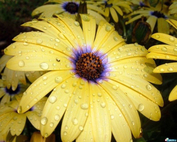 Наталья Савина