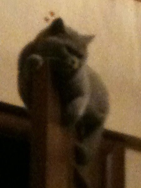 Владимир Сковинский