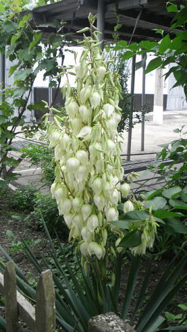 Анжелика Симиненко