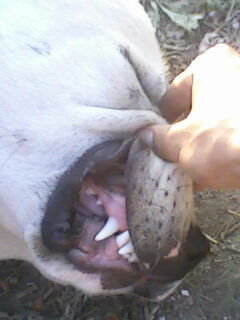 Эльман Ризаев