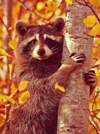 Василиса Мартьянова