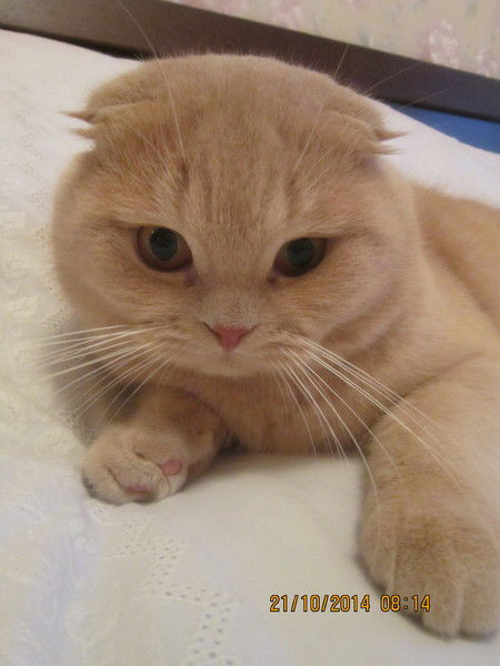 Лёша Харчев