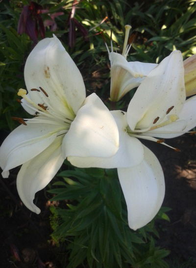 Галина Жижина