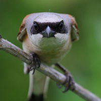 Сергей Сентяков