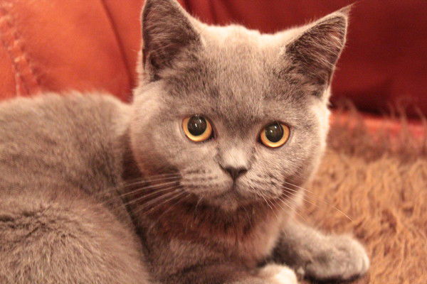 Елена Петрова