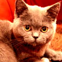 Елена Петрова