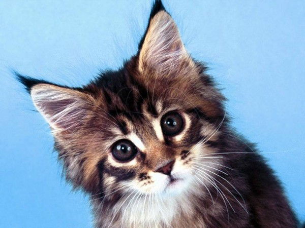 Ольга Усова