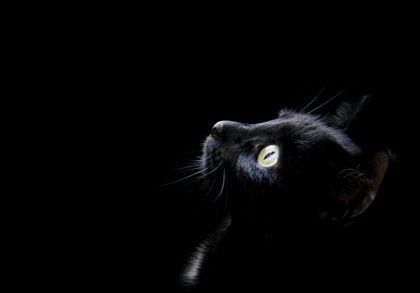 Полина Полина