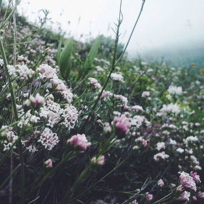 Анна Костарева