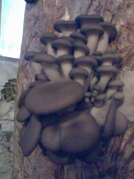 Иван Олейник