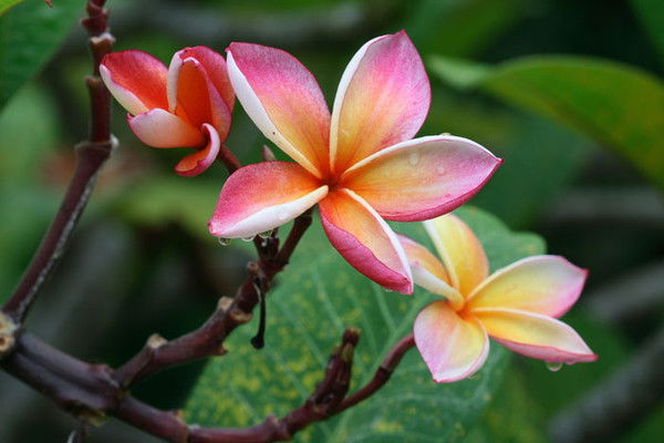 Фария Галиева