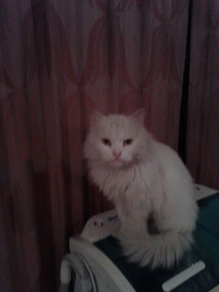 Анатолий Панов