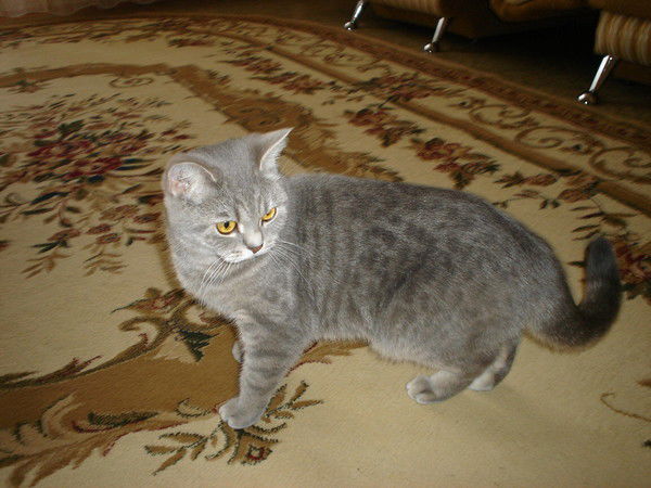 Светлана Студеникина