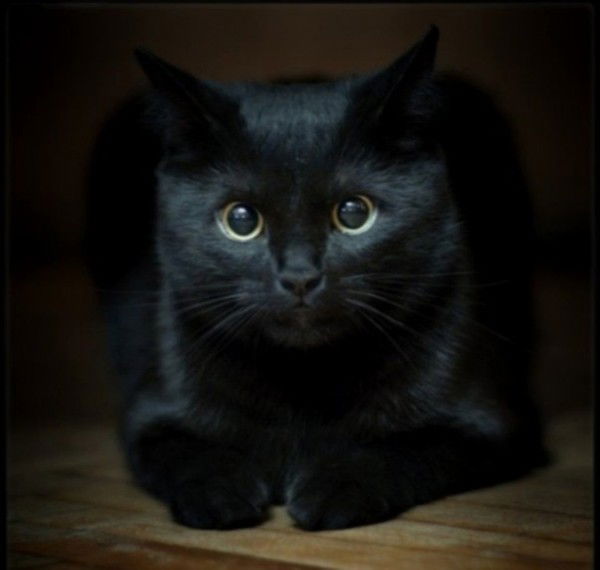 Елена Воробьева