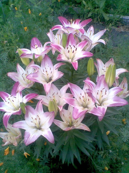 Айгуль Шартдинова