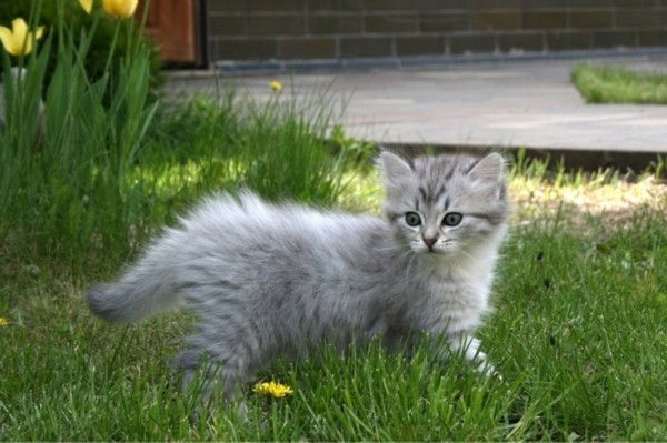 Ирина Бузова