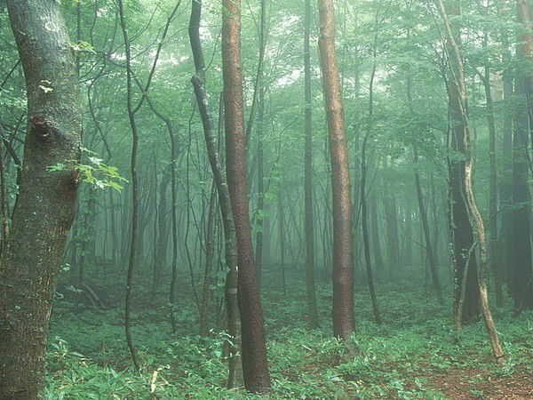 Никита Вересин