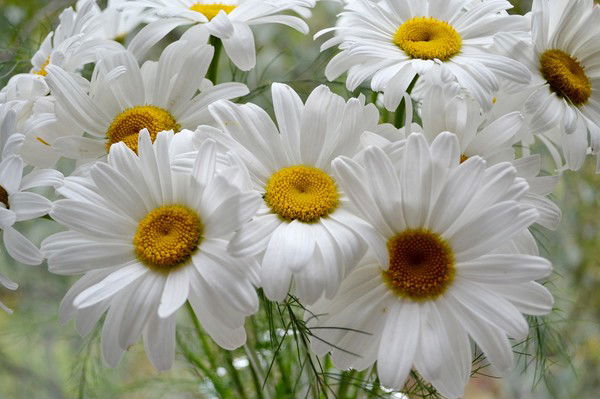 Любовь Анисимова