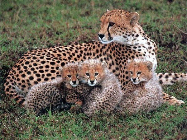 Алексей Духанин