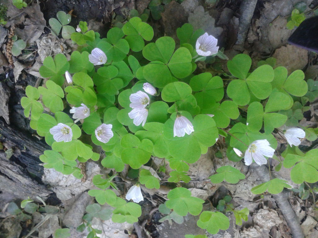 Зверева Светлана