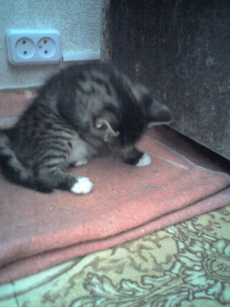 Оля Реброва