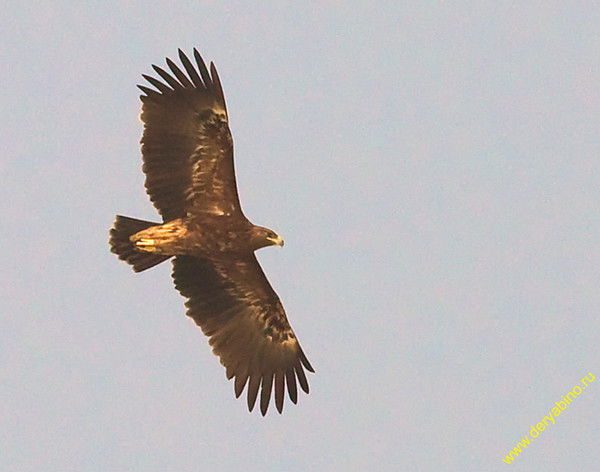 Валерий Лобанков