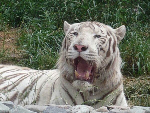 Виктор Любых