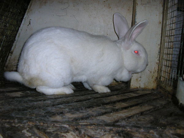 Махмут Юсупов