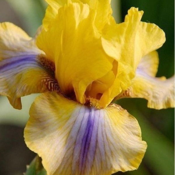 Асель Байкенова