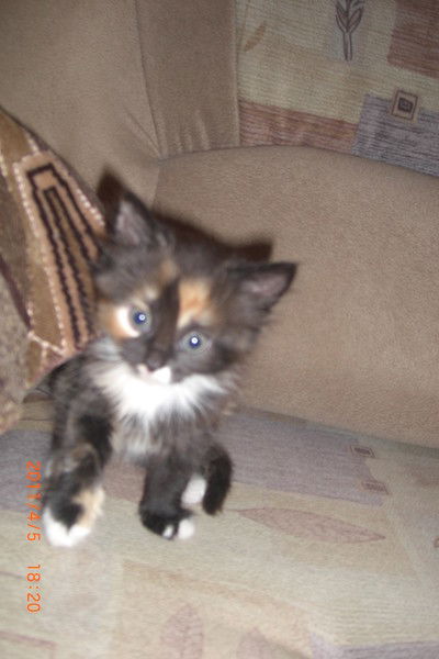 Михаил Крошкин