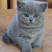 Юрий Ротарь