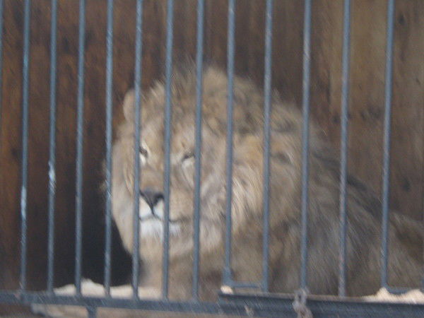 Марс Шагивалеев