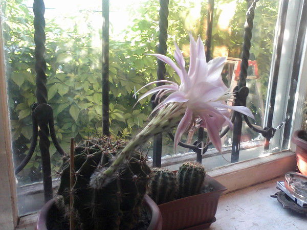 Наталья Бузановская